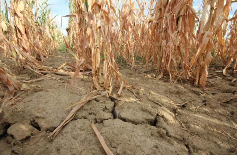 Javni poziv za prijavu štete nastale uslijed prirodne nepogode od suše na području Općine Petrijanec